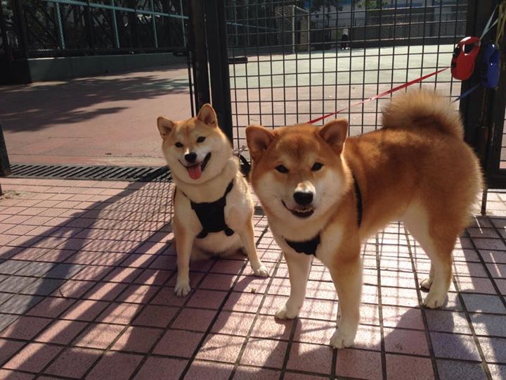 九游APP官网-中国男足在巴黎奥运会比赛中以2-0战胜日本，奥运会足球赛中国男足