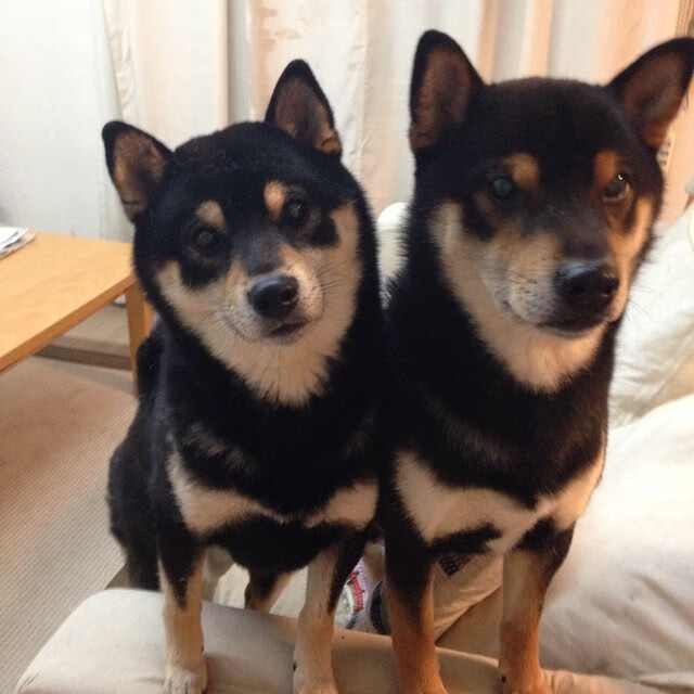 九游官网下载电脑版-中国体育总局宣布多项政策支持篮球青训发展，篮球青训是什么意思