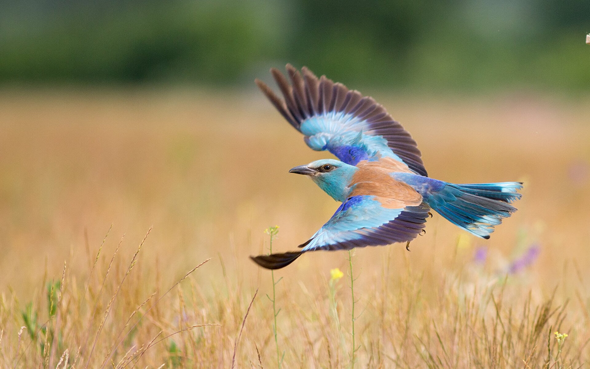 公益影像:明星运动员的慈善之旅,体育明星做公益