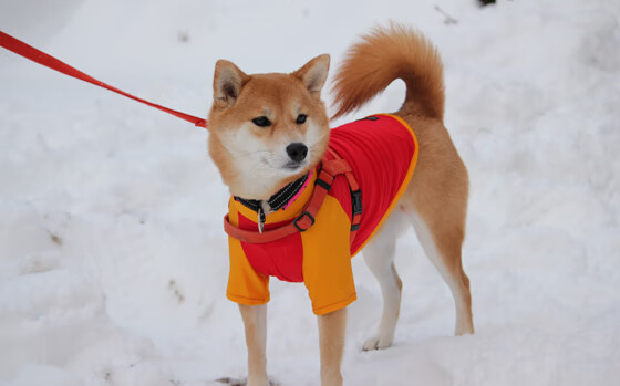 九游下载中心-多名俱乐部高层被调查，反腐力度加大，俱乐部管理层组织架构