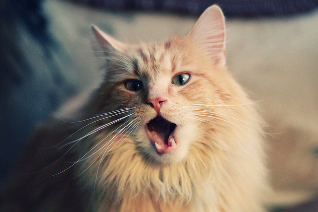 九游电脑版-布鲁诺·卡博克洛成为NBA社交媒体关注焦点，布鲁卡洛斯