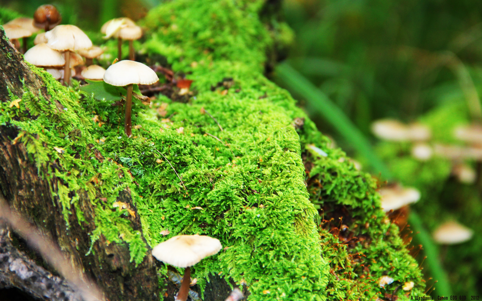 九游app下载中心-意甲争冠白热化：前三名积分仅差2分，赛季剩余关键战役，意甲分榜