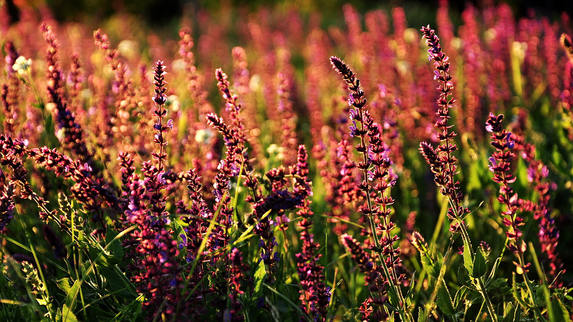 九游下载官网-摩洛哥队在巴黎奥运会男足比赛中以4-0战胜美国，摩洛哥足球球员