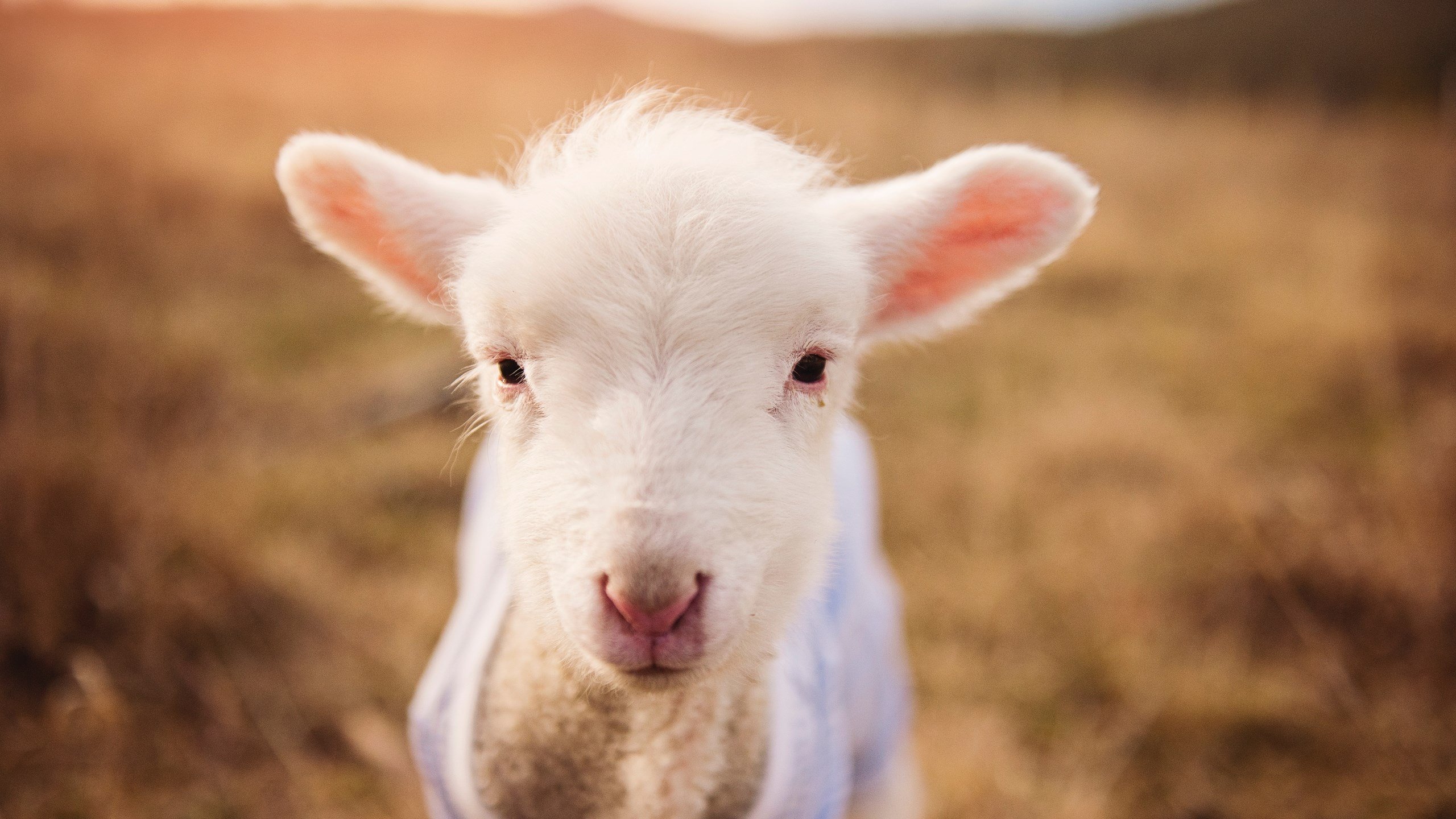 未来“足球皇者”在欧冠燃烧崛起,谁将站在最高峰?,足球欧皇是谁