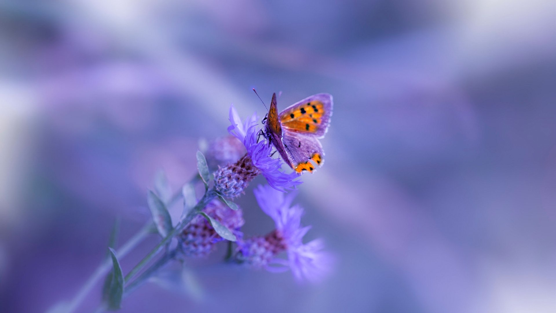 英超联赛观众人数持续上涨,气氛火热,英超场均观众