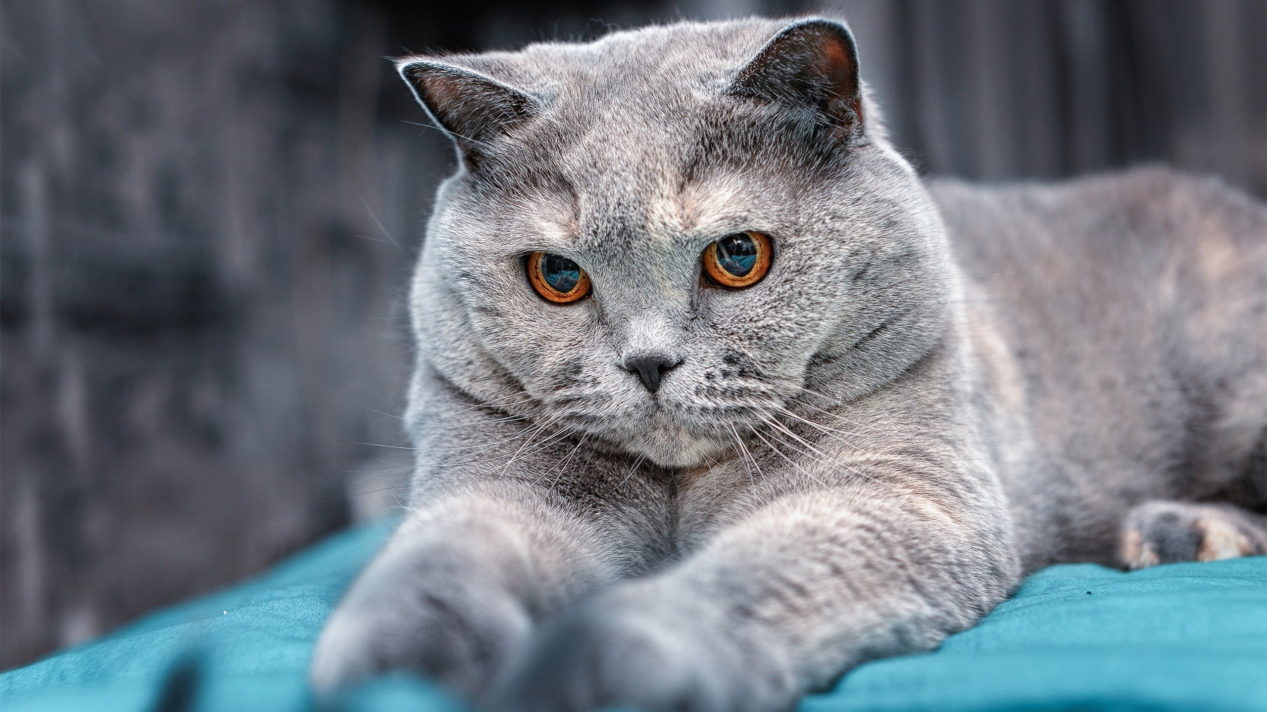 足球元宇宙项目发布沉浸式互动观赛体验,宇宙足球队游戏