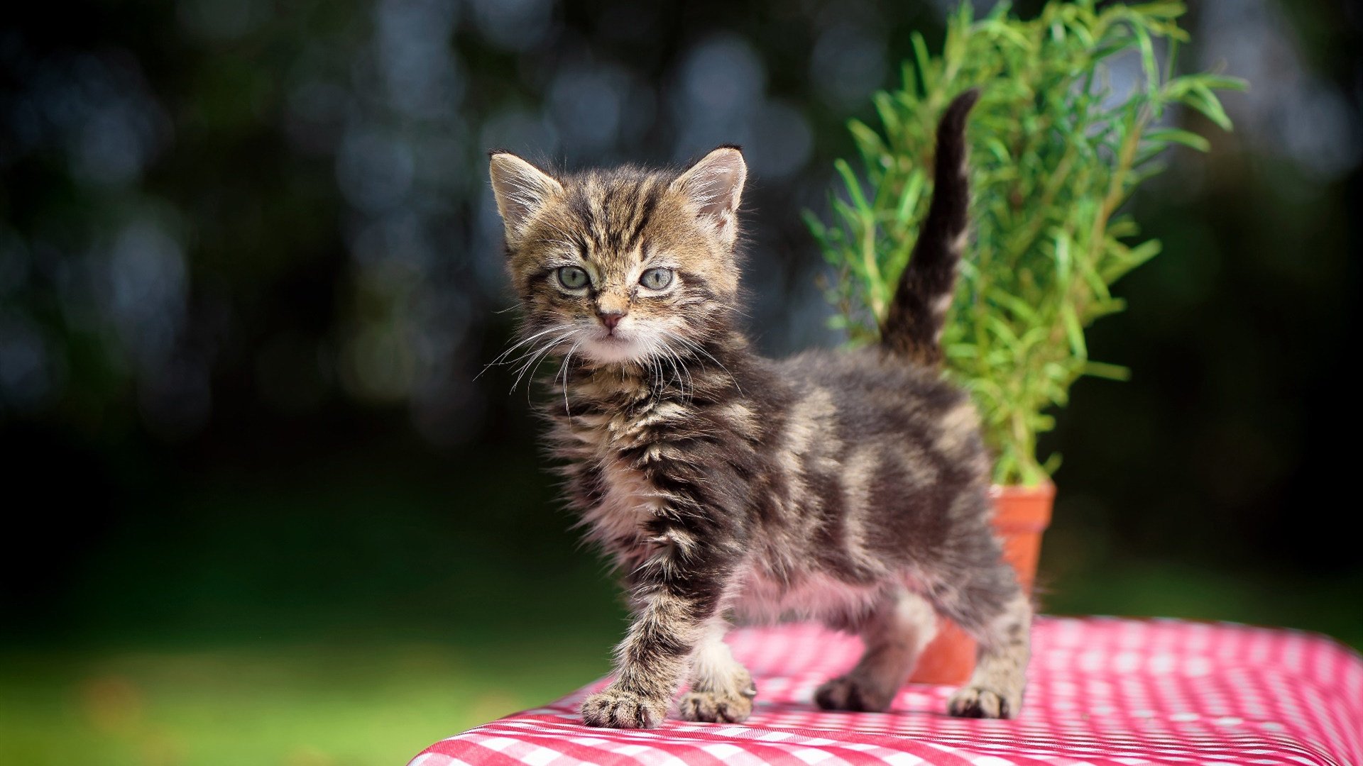 九游游戏中心-KPL战队阵容调整动态，kpl各队阵容