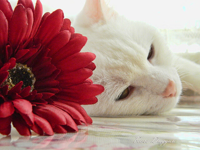 体育射手创下单场两球佳绩,射手nba