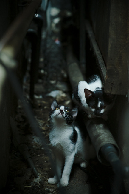 挪威力克芬兰，成功晋级欧锦赛淘汰赛，挪威队 欧洲杯