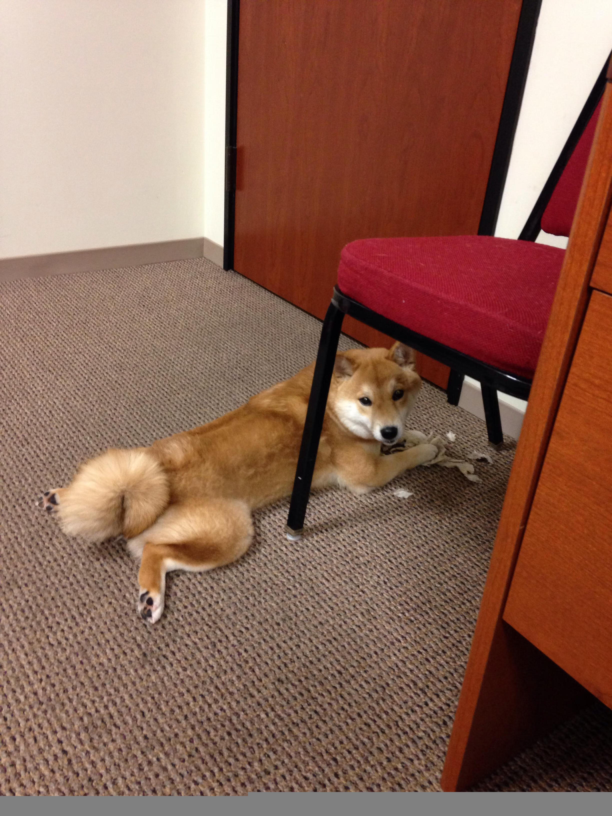 JIU YOU GAME-步行者队球队进攻组织更加高效，步行者队怎么样