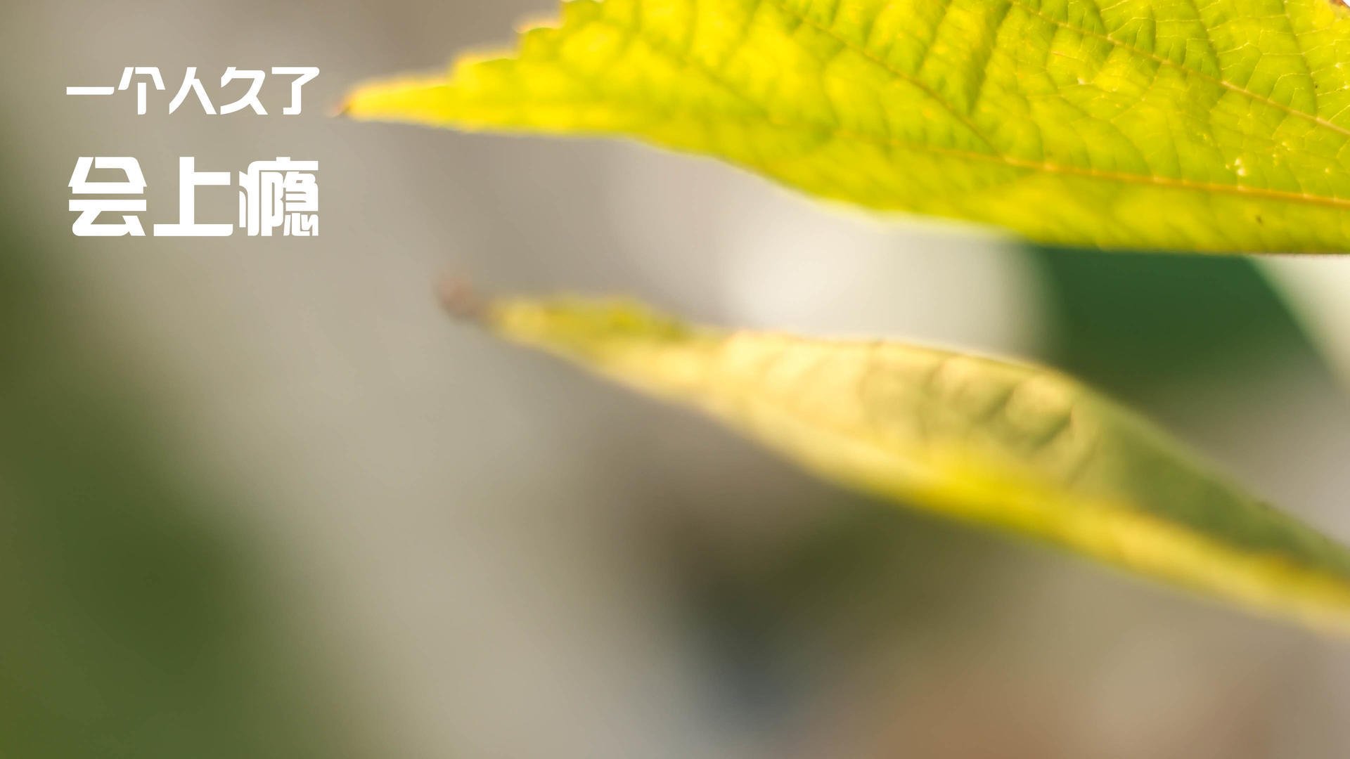 猛龙状态持续下滑,连续吞下败绩,猛龙晋级