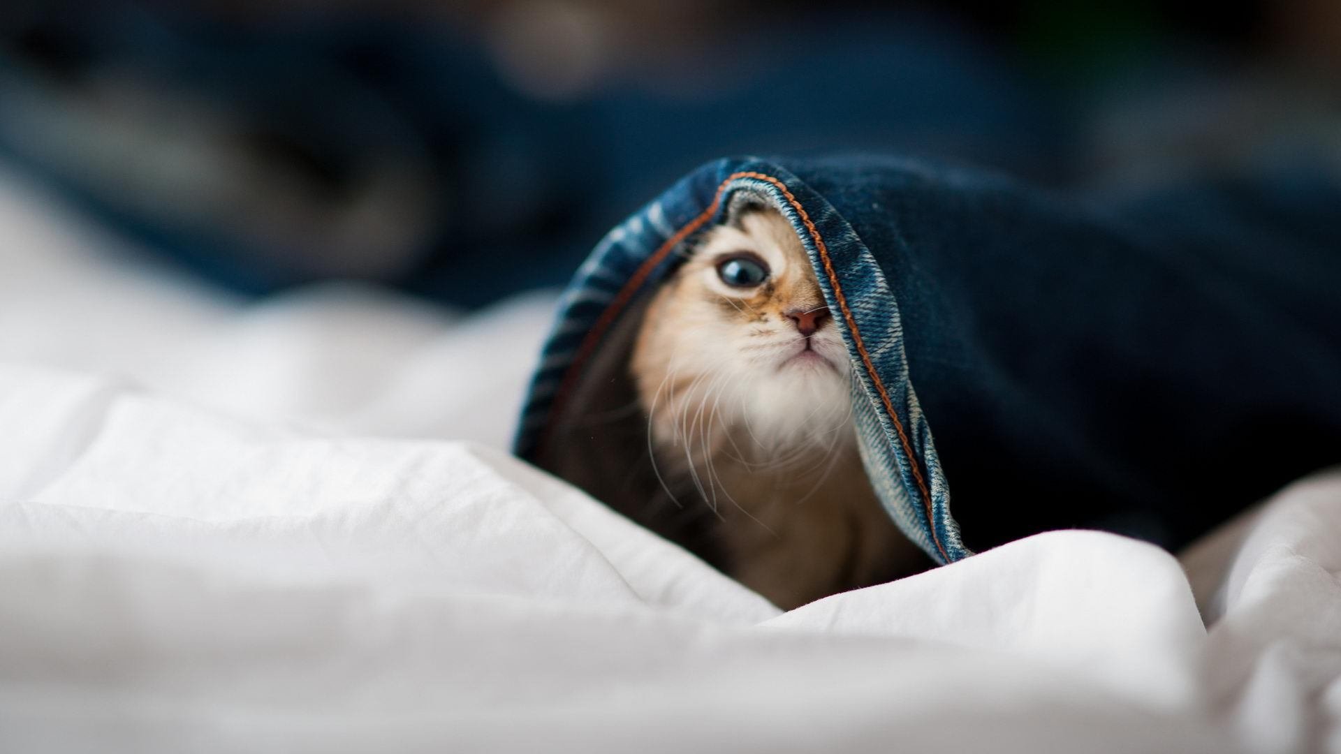 独行侠队外线命中率攀升,成为亮点,独行侠队战绩