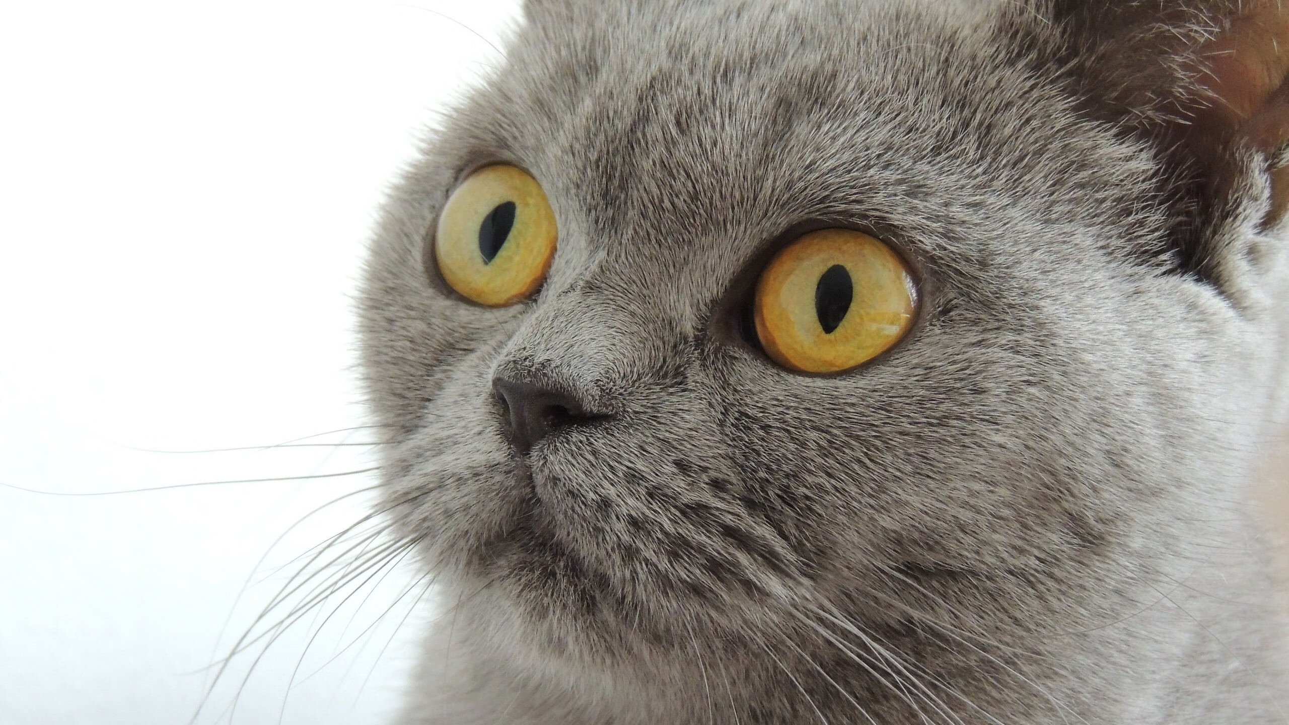 九游官网pc-球迷文化是否能成为俱乐部差异化名片，球迷文化是否能成为俱乐部差异化名片呢