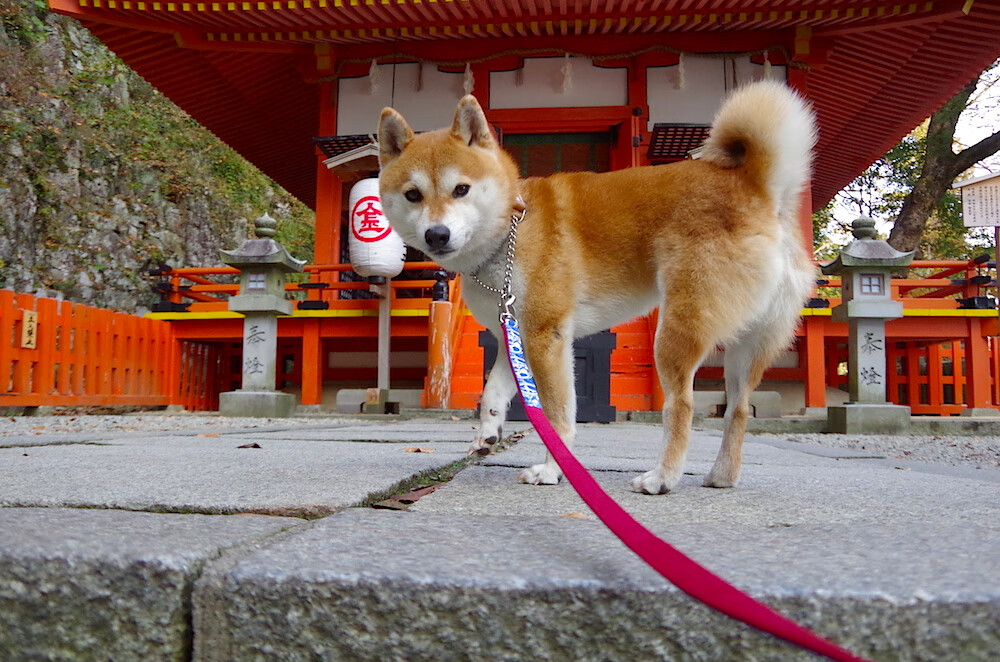 雷恩球员被曝私下交涉,或将受罚,雷恩转入球员