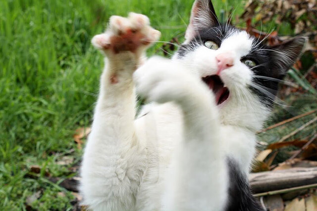 NBA球员赛季数据分析与比较,nba本赛季球员得分