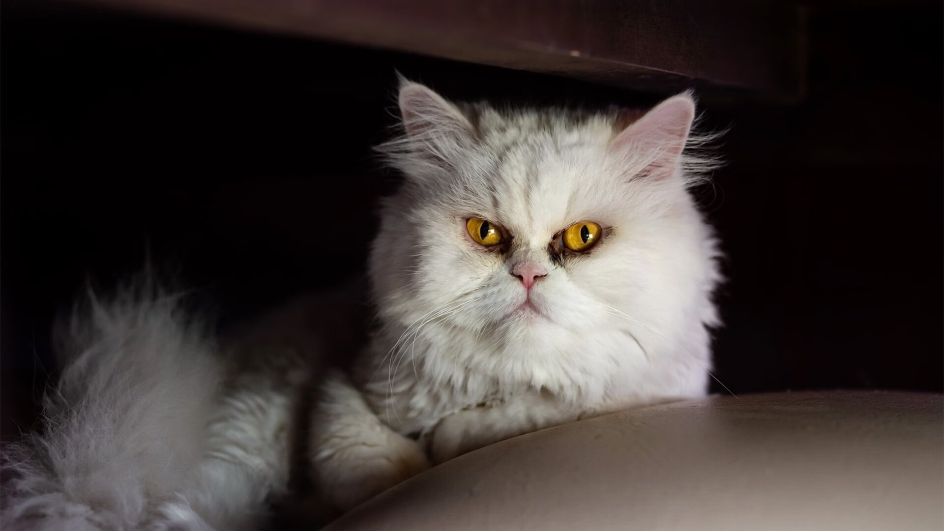 足球大事件:2024世俱杯最值得期待的亮点,2022年国际足联世俱杯