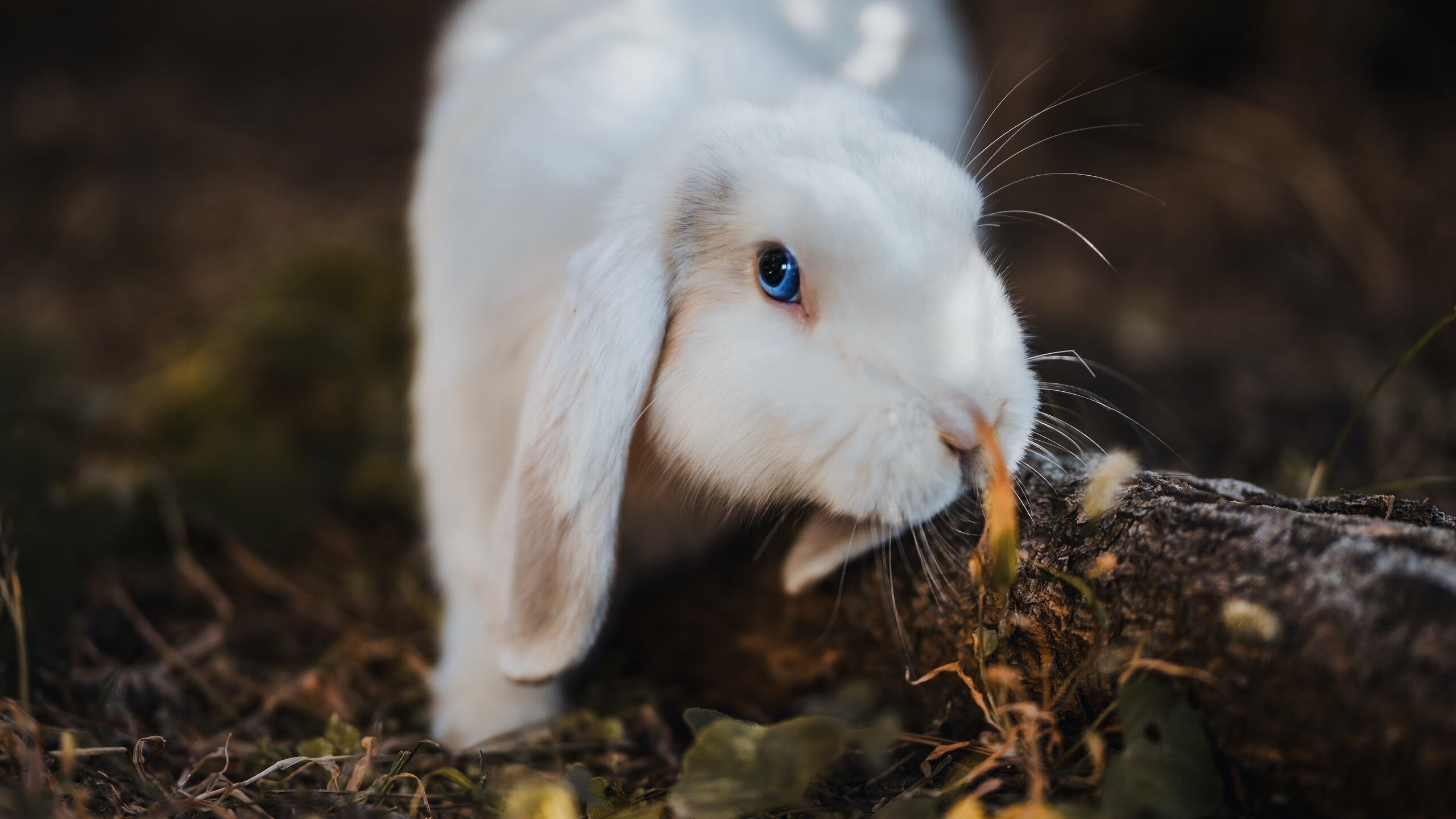 九游网页版官网-CBA赛季中期总结 多队调整战术重心，cba 阶段