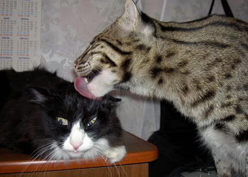 九游娱乐(jiuyou)官网-中国体操队制定奥运动作稳定训练目标，奥运会中国体操团队