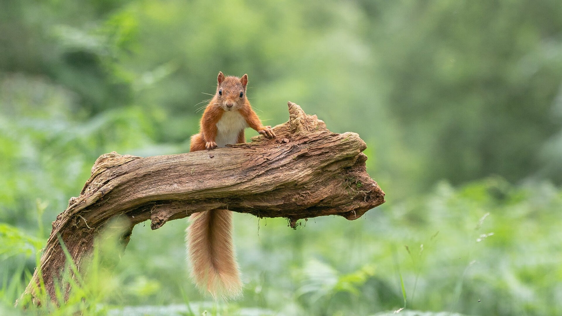 九游下载安装-中国男篮热身赛不敌澳大利亚 球队仍存磨合空间，中国男篮澳大利亚男篮交手记录