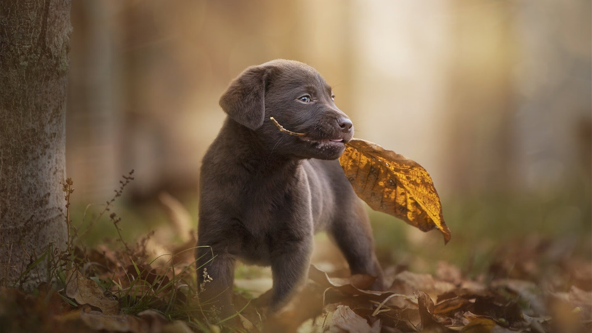 美国队赛制解读:团体赛中的阵容选择与战术执行,美国队员