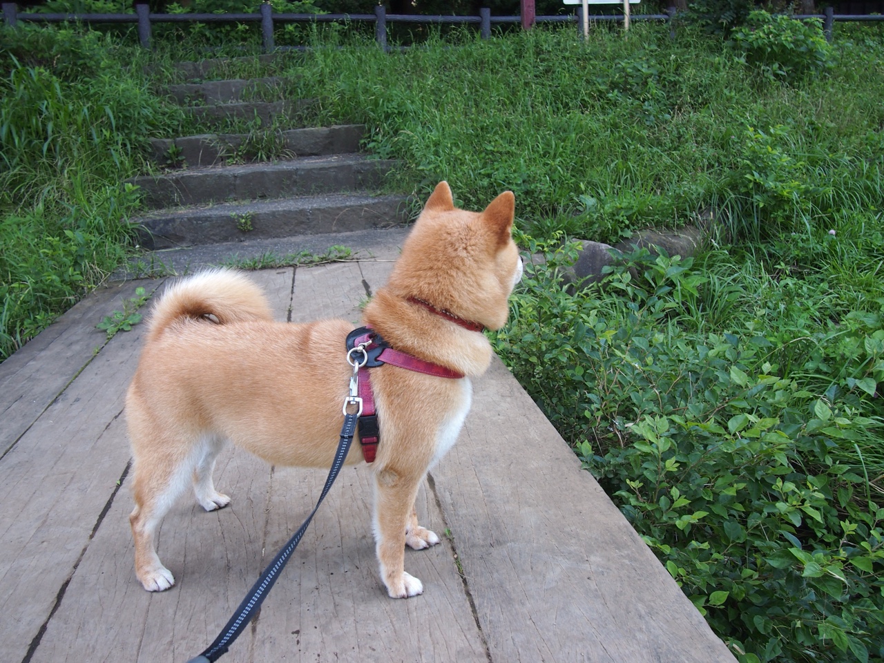 九游娱乐APP-利物浦欧冠逐步逼近，目标盾牌在望