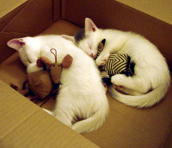 希腊女篮在欧洲锦标赛中继续豪夺金牌，传承辉煌，希腊女篮u20直播